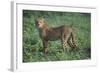 Cheetah-DLILLC-Framed Photographic Print