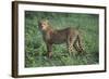 Cheetah-DLILLC-Framed Photographic Print