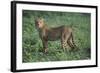 Cheetah-DLILLC-Framed Photographic Print