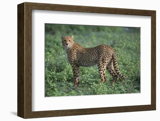 Cheetah-DLILLC-Framed Photographic Print