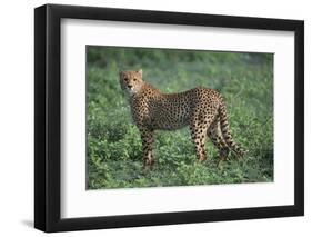 Cheetah-DLILLC-Framed Photographic Print