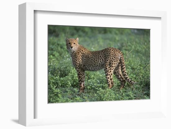 Cheetah-DLILLC-Framed Photographic Print