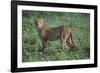 Cheetah-DLILLC-Framed Photographic Print