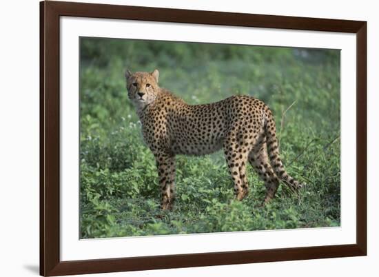 Cheetah-DLILLC-Framed Photographic Print