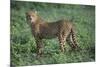 Cheetah-DLILLC-Mounted Photographic Print