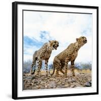 Cheetah-Gi0572-Framed Photographic Print