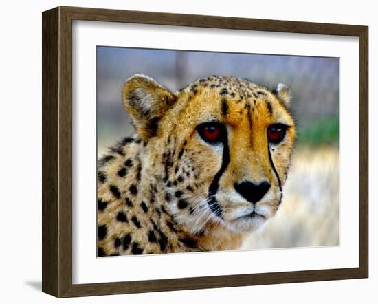 Cheetah-bah69-Framed Photographic Print