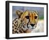 Cheetah-bah69-Framed Photographic Print