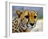 Cheetah-bah69-Framed Photographic Print