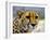 Cheetah-bah69-Framed Photographic Print