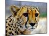 Cheetah-bah69-Mounted Photographic Print