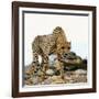 Cheetah-Gi0572-Framed Photographic Print