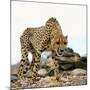 Cheetah-Gi0572-Mounted Photographic Print