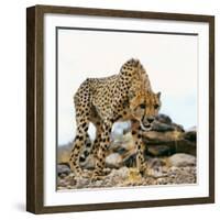 Cheetah-Gi0572-Framed Photographic Print