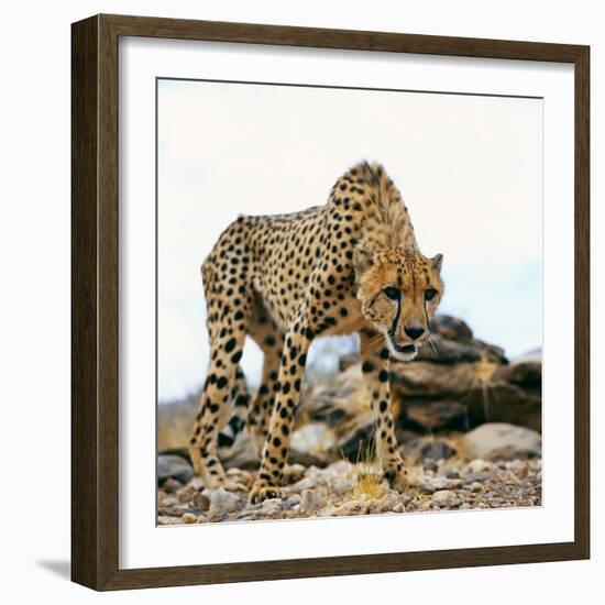 Cheetah-Gi0572-Framed Photographic Print