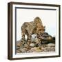 Cheetah-Gi0572-Framed Photographic Print