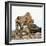 Cheetah-Gi0572-Framed Photographic Print