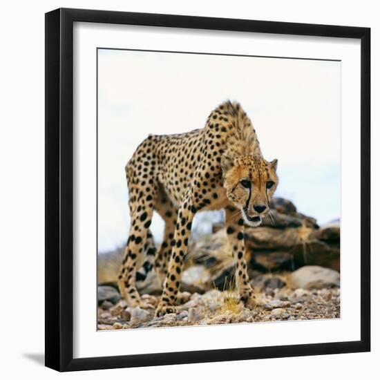 Cheetah-Gi0572-Framed Photographic Print