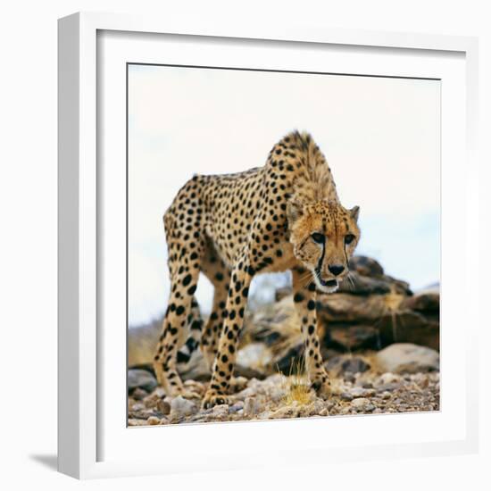 Cheetah-Gi0572-Framed Photographic Print