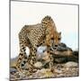 Cheetah-Gi0572-Mounted Photographic Print