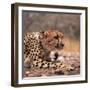 Cheetah-Gi0572-Framed Photographic Print