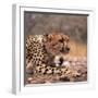 Cheetah-Gi0572-Framed Photographic Print