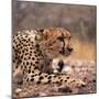 Cheetah-Gi0572-Mounted Photographic Print