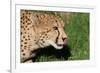 Cheetah-benshots-Framed Photographic Print