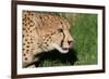 Cheetah-benshots-Framed Photographic Print