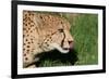 Cheetah-benshots-Framed Photographic Print