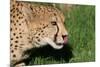 Cheetah-benshots-Mounted Photographic Print