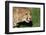 Cheetah-benshots-Framed Photographic Print