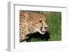 Cheetah-benshots-Framed Photographic Print