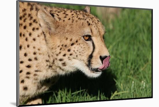 Cheetah-benshots-Mounted Photographic Print