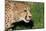 Cheetah-benshots-Mounted Photographic Print