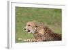 Cheetah-benshots-Framed Photographic Print