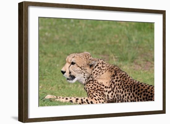 Cheetah-benshots-Framed Photographic Print