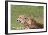 Cheetah-benshots-Framed Photographic Print