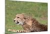 Cheetah-benshots-Mounted Photographic Print