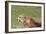 Cheetah-benshots-Framed Photographic Print