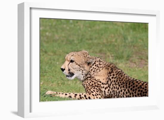 Cheetah-benshots-Framed Photographic Print