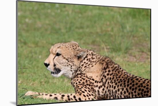 Cheetah-benshots-Mounted Photographic Print