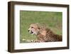 Cheetah-benshots-Framed Photographic Print