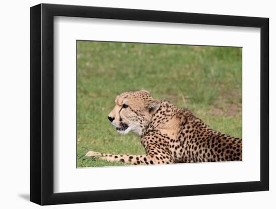 Cheetah-benshots-Framed Photographic Print