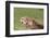 Cheetah-benshots-Framed Photographic Print