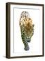 Cheetah-null-Framed Photographic Print