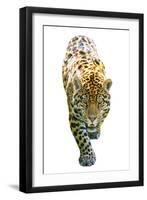 Cheetah-null-Framed Photographic Print