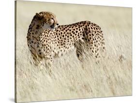 Cheetah-Eric Meyer-Stretched Canvas