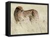 Cheetah-Eric Meyer-Framed Stretched Canvas