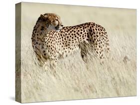 Cheetah-Eric Meyer-Stretched Canvas